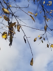 Callosamia promethea