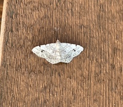 Frederickia nigricomma