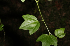 Passiflora herbertiana