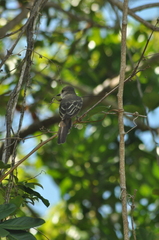 Myiarchus