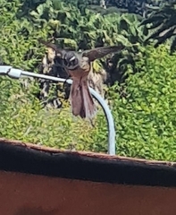 Rhipidura fuliginosa placabilis