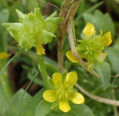 Ranunculus muricatus