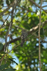 Myiarchus