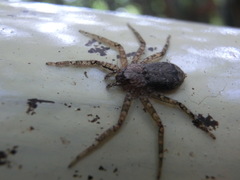 Siamspinops formosensis