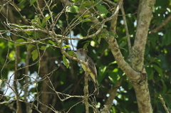Myiarchus