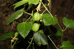 Passiflora herbertiana