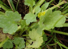 Ranunculus muricatus
