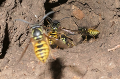 Vespula vulgaris