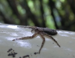 Siamspinops formosensis