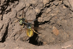 Vespula vulgaris