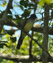 Myiarchus