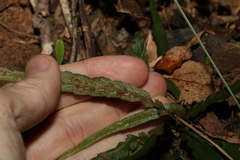 Asplenium attenuatum