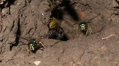 Vespula vulgaris