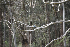 Eurystomus orientalis