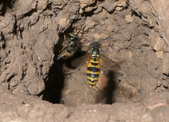 Vespula vulgaris