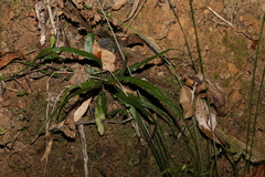 Asplenium attenuatum