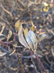 Salix eastwoodiae