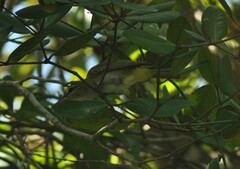 Vireo chivi