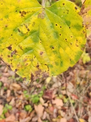 Pseudocercospora vitis