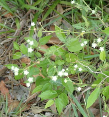 Parthenium hysterophorus