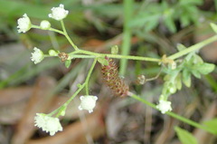 Parthenium hysterophorus