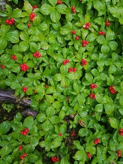 Cornus unalaschkensis