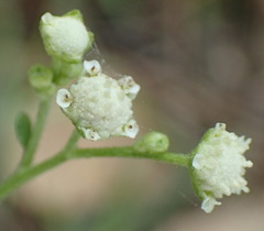 Parthenium hysterophorus