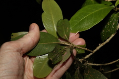 Acronychia pauciflora