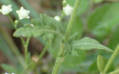 Parthenium hysterophorus