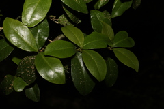 Acronychia pauciflora