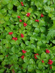 Cornus unalaschkensis