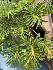 Thaumatophyllum xanadu