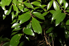 Cryptocarya laevigata