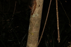 Acronychia pauciflora