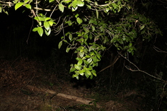 Acronychia pauciflora