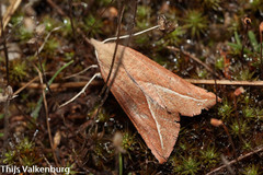 Compsoptera opacaria