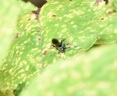 Cratichneumon sublatus