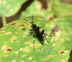 Cratichneumon sublatus