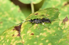 Cratichneumon sublatus