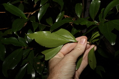 Cryptocarya laevigata