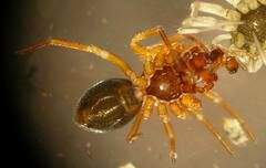 Erigone aletris