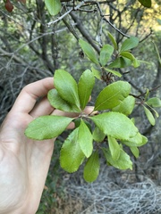 Comarostaphylis diversifolia