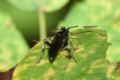 Cratichneumon sublatus