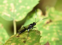 Cratichneumon sublatus