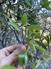 Comarostaphylis diversifolia