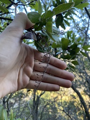 Comarostaphylis diversifolia
