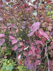 Viburnum rafinesqueanum