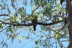 Colaptes campestris campestris