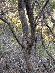 Comarostaphylis diversifolia