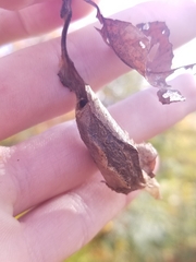 Callosamia promethea